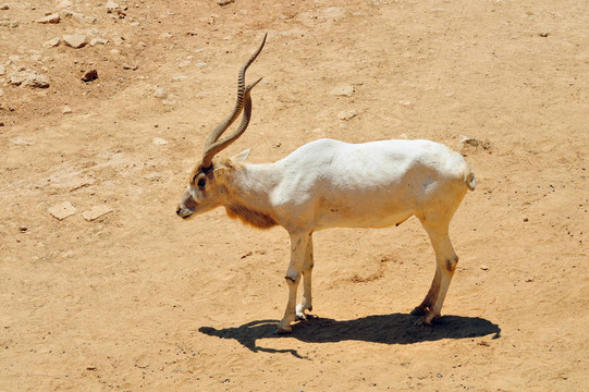 圣經(jīng)動(dòng)物園