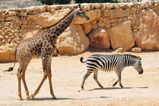圣經(jīng)動物園
