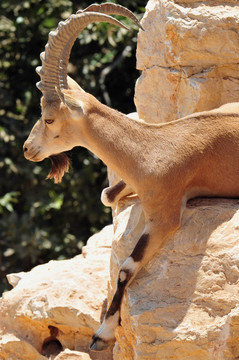 圣經(jīng)動(dòng)物園