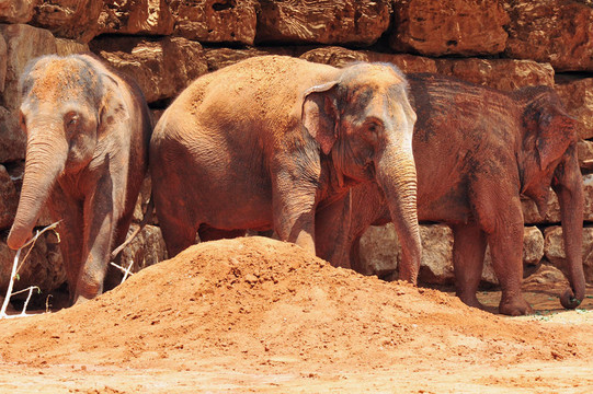圣經(jīng)動物園