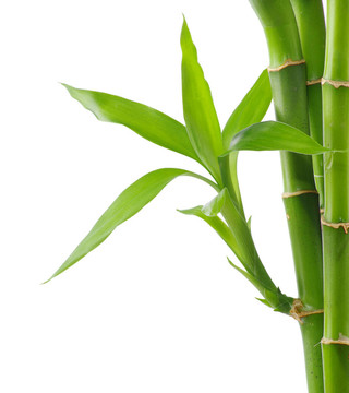 竹