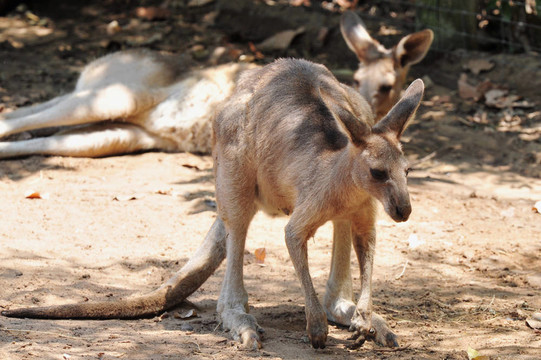 圣經(jīng)動物園
