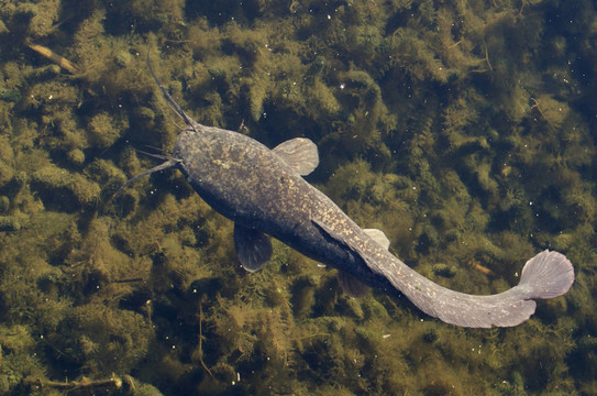 鯰魚