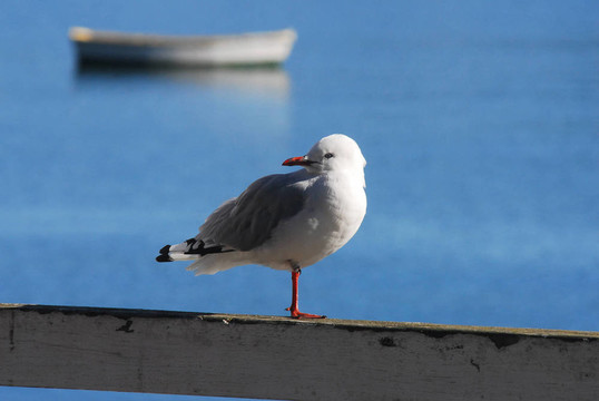海鷗鳥