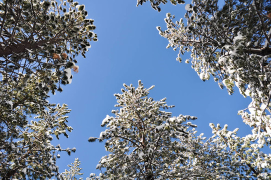 白雪覆蓋的樹木和藍(lán)天
