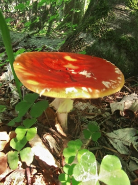 紅毒蘑菇長在森林里