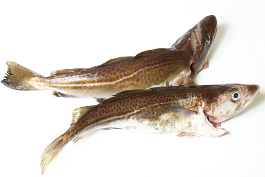 鱈魚