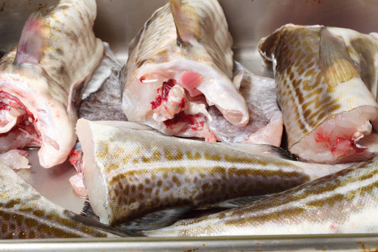鱈魚魚魚片