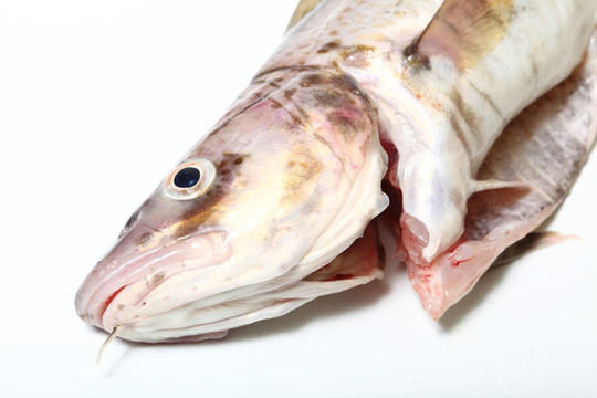 鱈魚(yú)