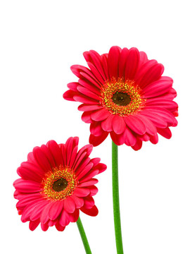 Gerber的花