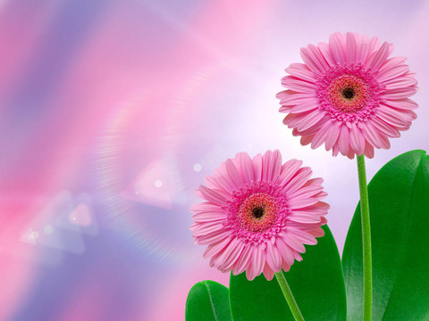 Gerber的花