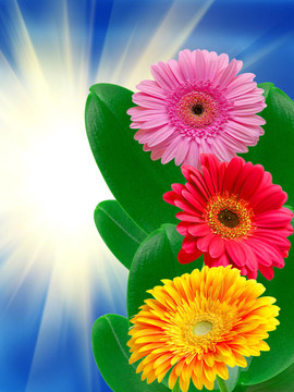 Gerber的花