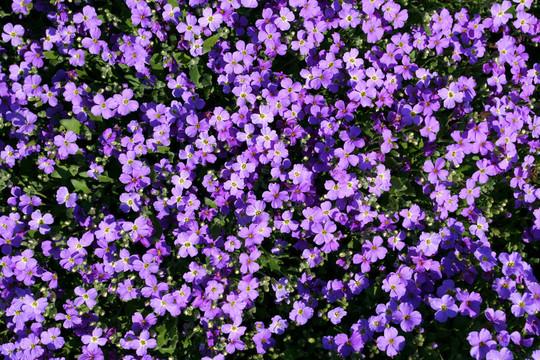 紫芥菜cultorum