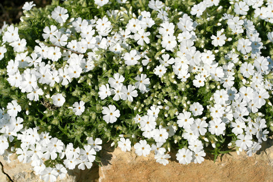 白色夾竹桃花