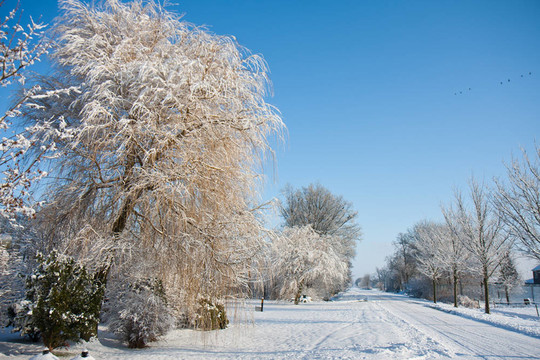 美麗的雪域冬季景觀荷蘭