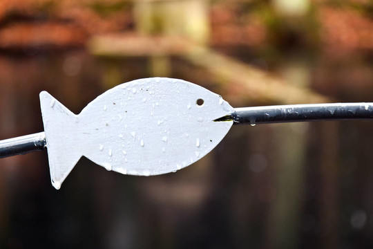 魚在雨濕的金屬欄桿