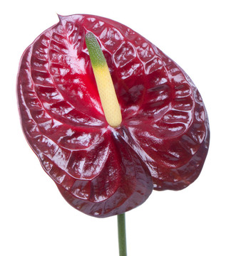 紫色的紅掌（火鶴花）白色隔離