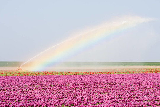 在被一個rainbowe荷蘭郁金香田野