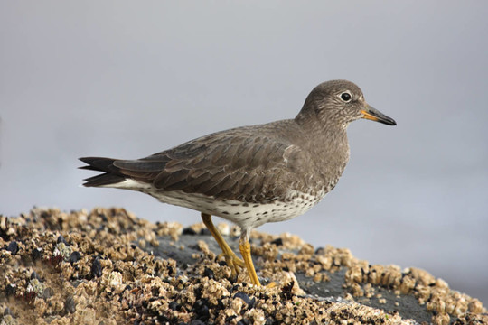 巖濱鷸（Calidris ptilocnemis）