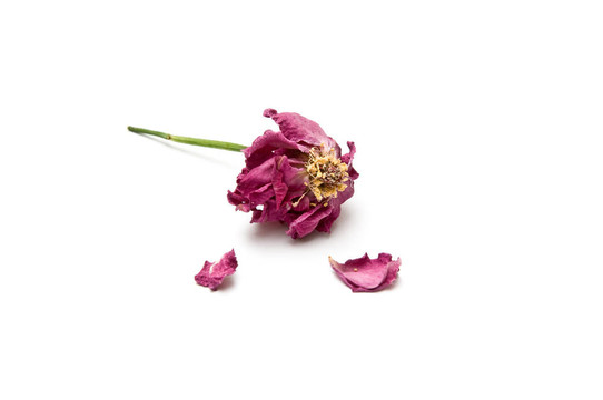 干枯的玫瑰花和兩瓣花瓣