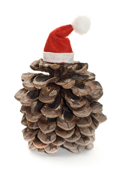 Santa帽的松果