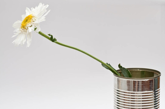 在灰度梯度背景在錫Oxeye daisy