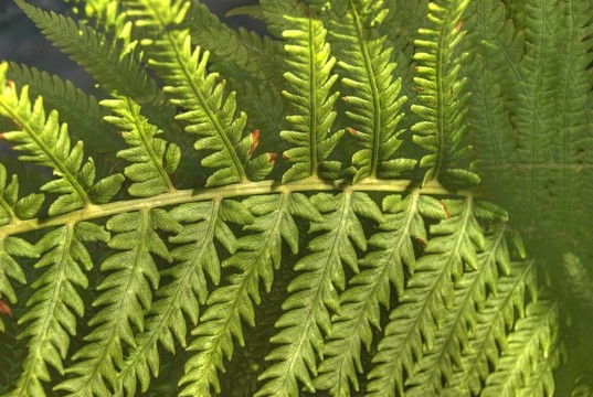 蕨類植物
