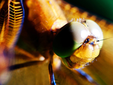 Sympetrum flaveolum（紅蜻蜓