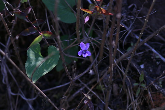小野花