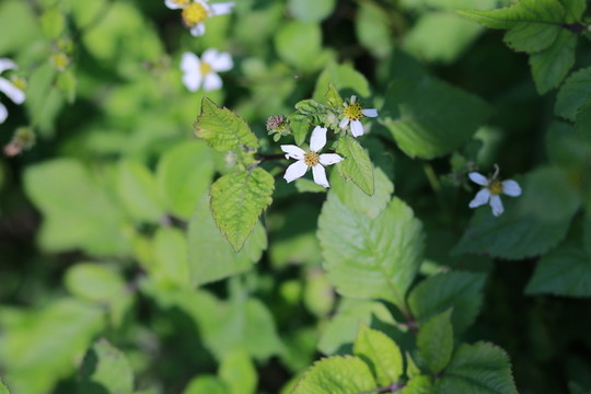 野菊花