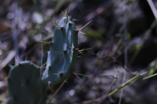 仙人掌