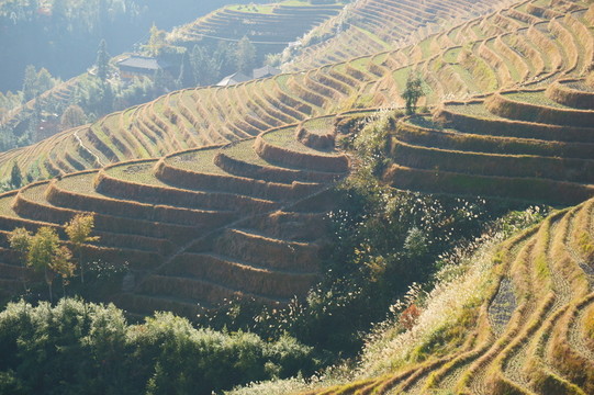 梯田