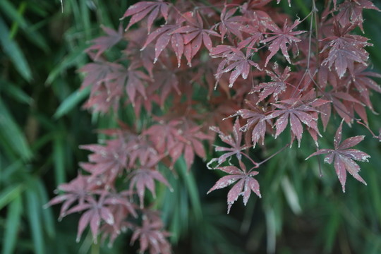 楓葉