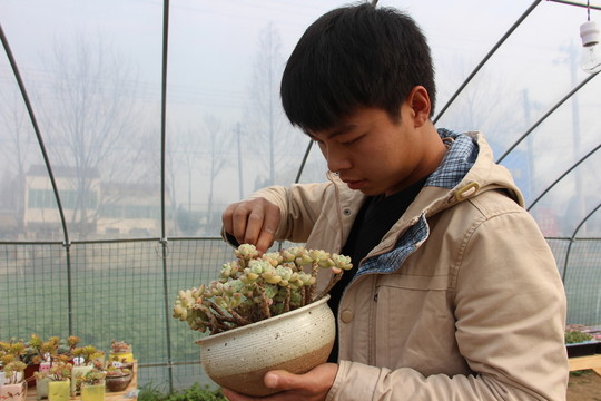多肉微景受歡迎 （8）