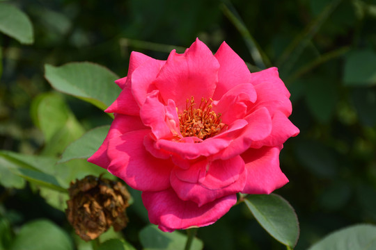 月季花