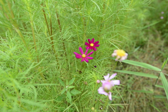 格?；?波斯菊