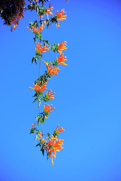 炮仗花