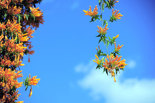 炮仗花