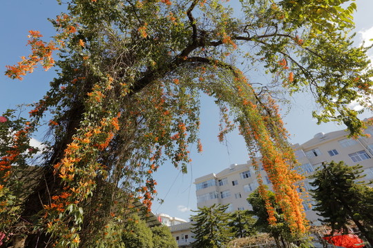炮仗花