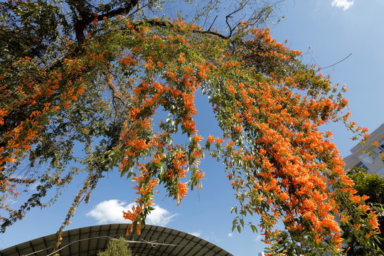 炮仗花