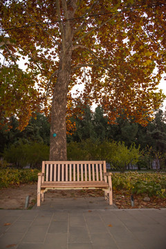 公園的椅子 樹下的長椅黃昏風(fēng)景