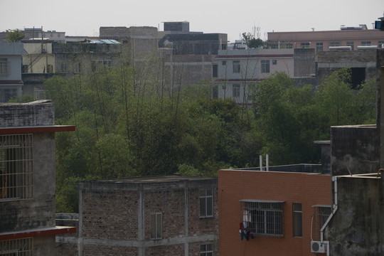 竹林