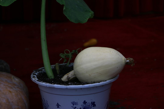 南瓜