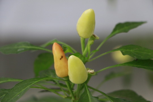 辣椒
