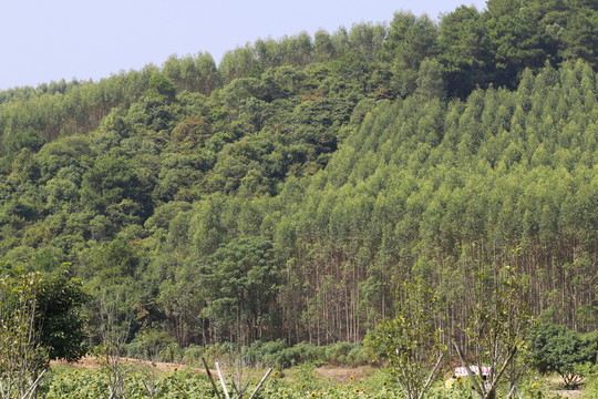 樹林
