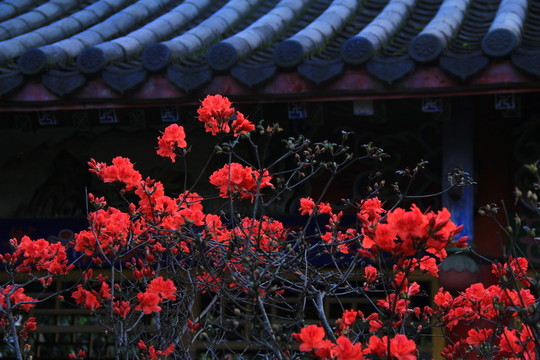 杜鵑花映山紅