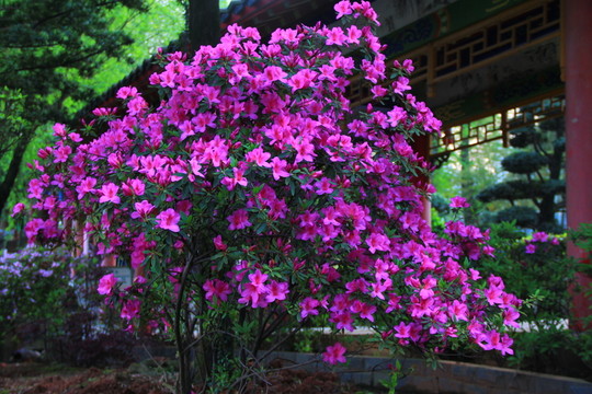 杜鵑花映山紅