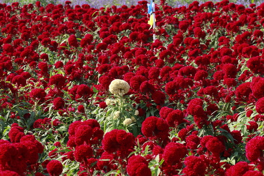 雞冠花