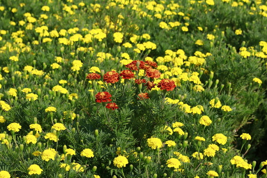 小皺菊
