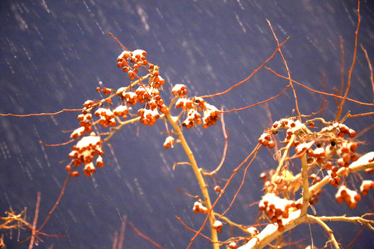雪中的紅果